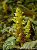 squawroot (thumbnail)