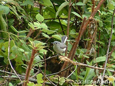 Blue-gray Gnatcatcher 01