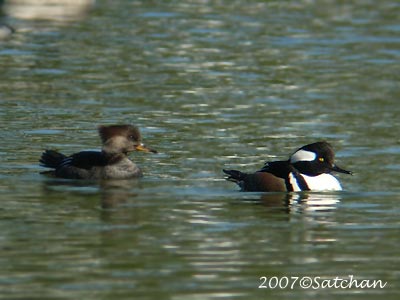 Hooded Merganser 05