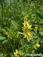 Yellow Sweet Clover (thumbnail)