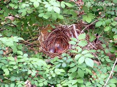 Northern Cardinal Imm001