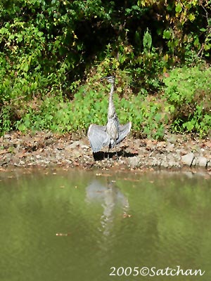 Great Blue Heron 20050913