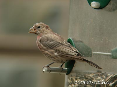 House Finch imm 08