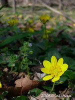 Lesser Celandine (thumbnail)