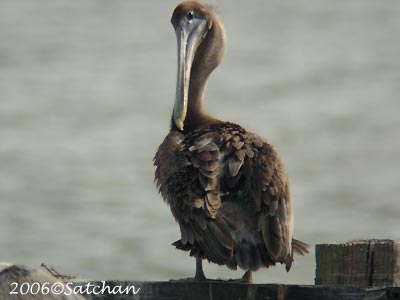 Brown Pelican 05