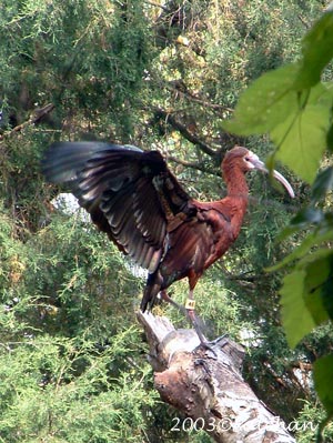 White-faced Ibis 03
