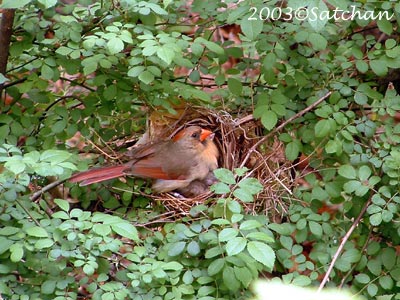Northern Cardinal Imm002