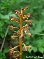 Spotted Coral Root (thumbnail)