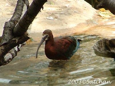 White-faced Ibis 02