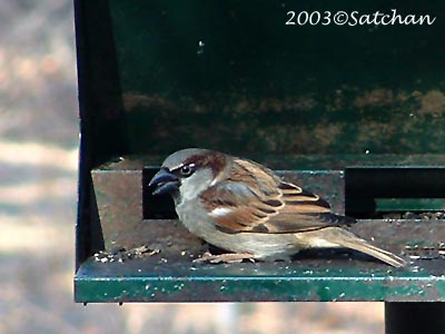 House Sparrow 01