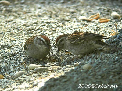 Chipping Sparrow 01