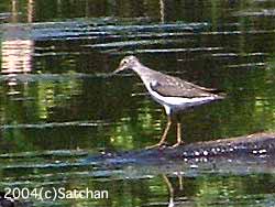 Solitray Sandpiper