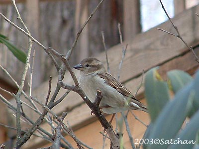 House Sparrow 02