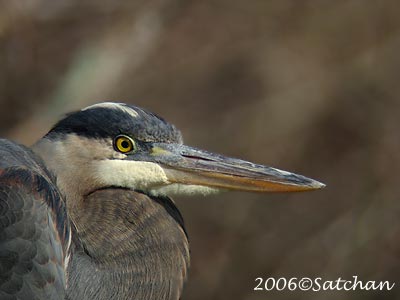 Great Blue Heron 00