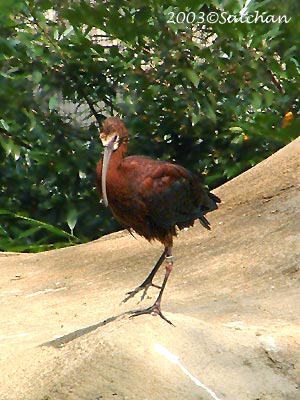 White-faced Ibis 01
