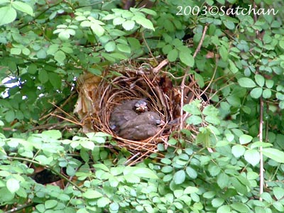 Northern Cardinal Imm003