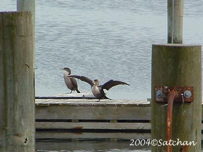Double-crested Cormorant 01