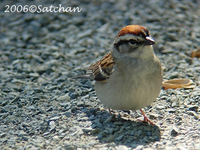 Chipping Sparrow 02