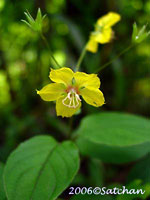 Fringed Loosestrife (thumbnail)