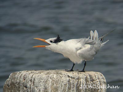 Royal Tern 01