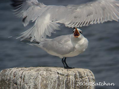 Royal Tern 02