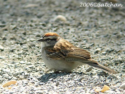 Chipping Sparrow 03