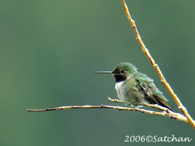 Broad-tailed Hummingbird 02