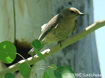 Mountain Bluebird 03