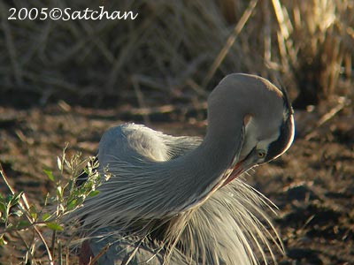 Great Blue Heron 20051224-2