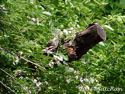 Northern Cardinal Imm004