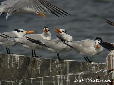 Royal Tern 03