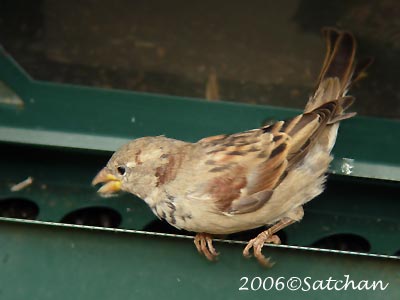 House Sparrow 04
