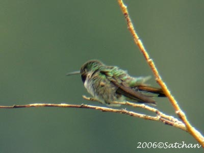 Broad-tailed Hummingbird 03