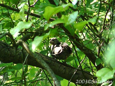 Northern Cardinal Imm005
