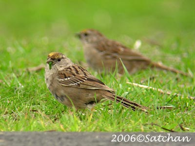 Golden-crowned Sparrow 01