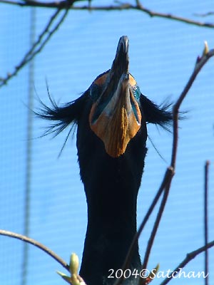 Double-crested Cormorant 03