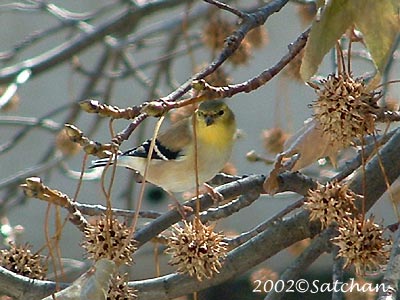 American Goldfinch 001