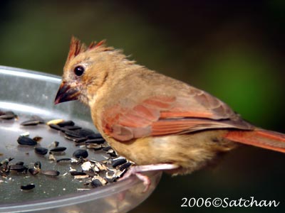 Northern Cardinal Imm007