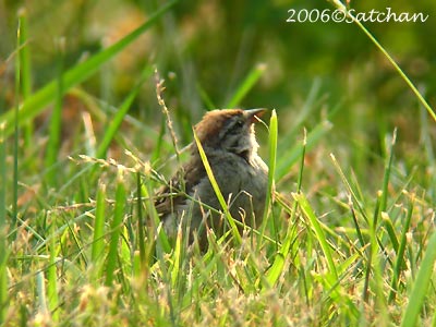 Chipping Sparrow 05