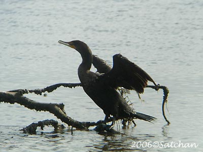 Double-crested Cormorant 04