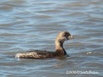 Pied-billed Grebe 01
