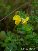 Birdsfoot Trefoil (thumbnail)