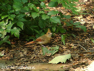 Northern Cardinal Imm006