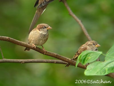 House Sparrow 05