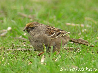 Golden-crowned Sparrow 02