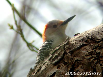 Red-bellied Woodpecker F