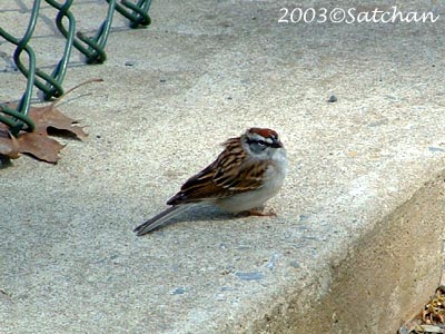 Chipping Sparrow 001