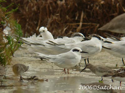 Forsters Tern 08