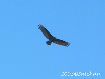 Turkey Vulture 06