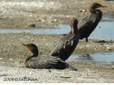 Double-crested Cormorant 05